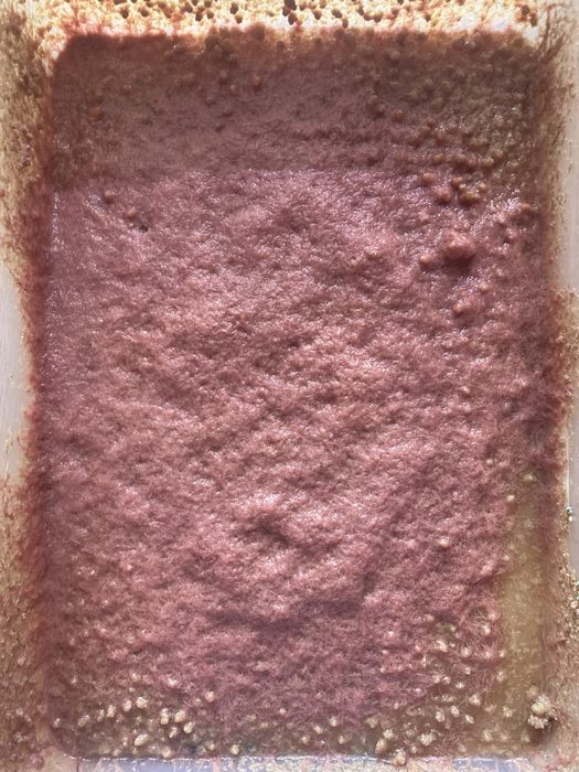 Трубочник Изя. Израильский трубочник Изя. Живой корм для рыбок