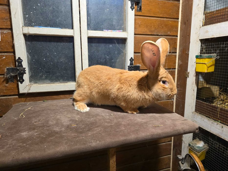 Olbrzym belgijski zolty