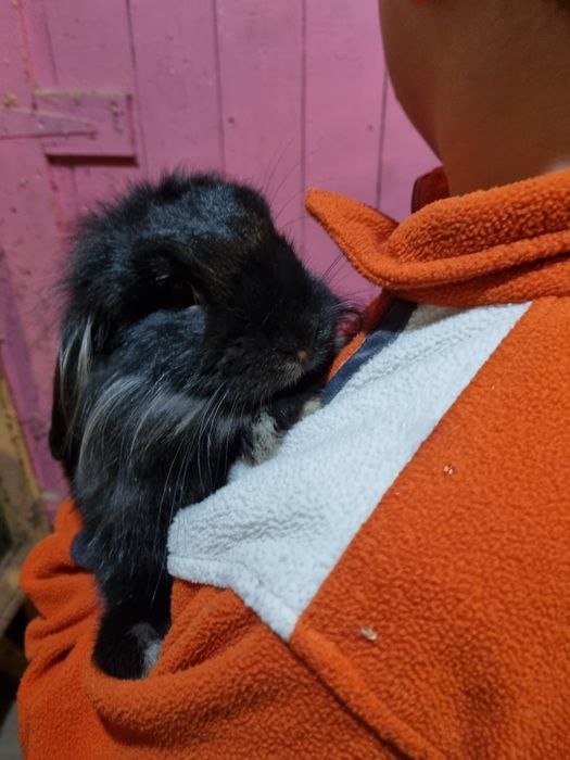 Królik miniaturowy baranek lewek  cena calkowita