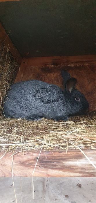 Кролики полтавське срібло!!!