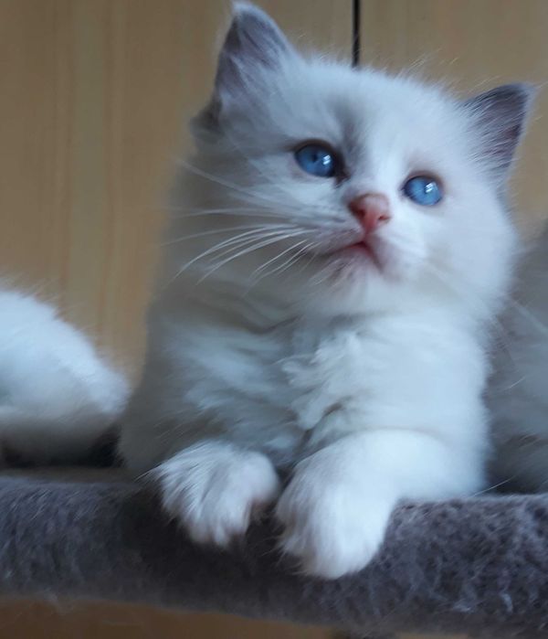 Gdańsk RAGDOLL-Kotki do rezerwacji