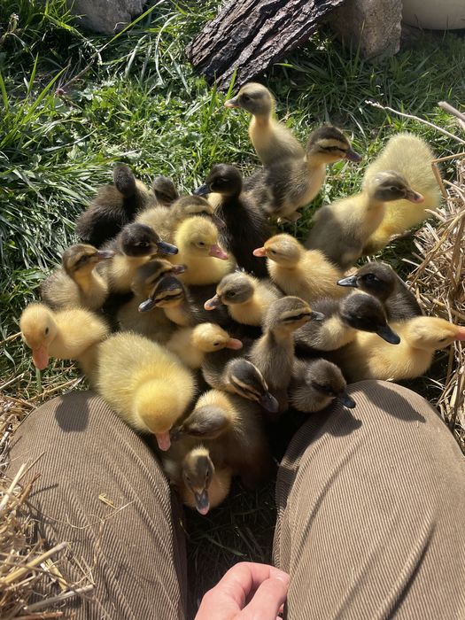 Biegus indyjski pisklęta