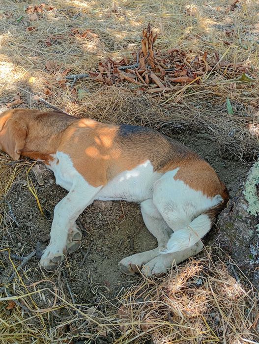 Macho beagle para acasalamento