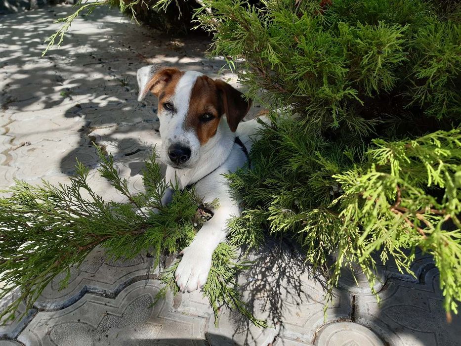 Вязка Джек Рассела Терьер случка