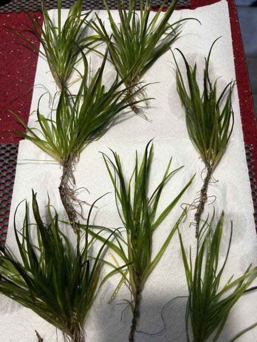 Zestaw Mix roślin akwariowych