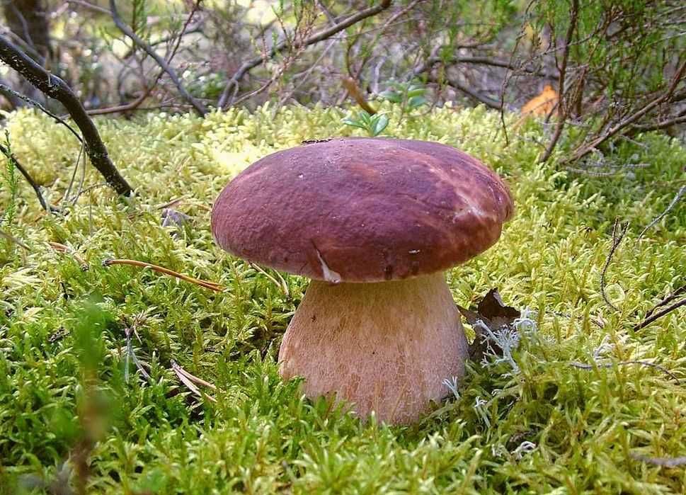 Міцелій 100 грам Білий сосновий гриб (lat. Boletus pinophilus)