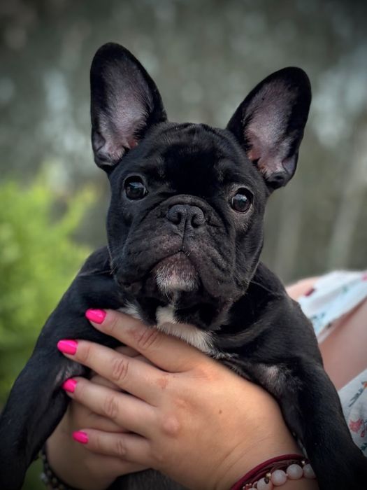 Buldog Francuski ZKwP FCI - Pia Francuski Papilot