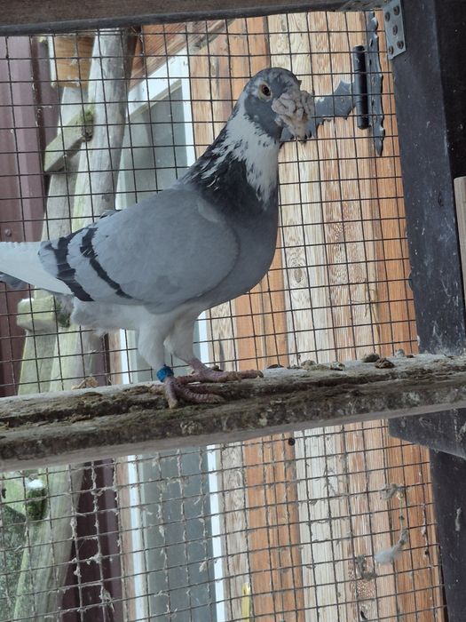 Gołebie Staropolskie