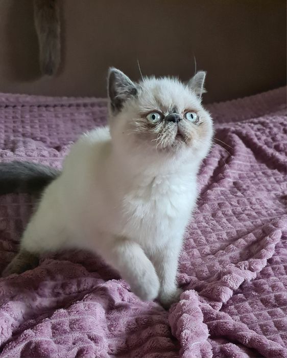 Кицюня-гарнюня  екзотик.