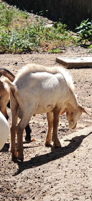 Vendo 1 cabrito nascido na primeira semana de janeiro