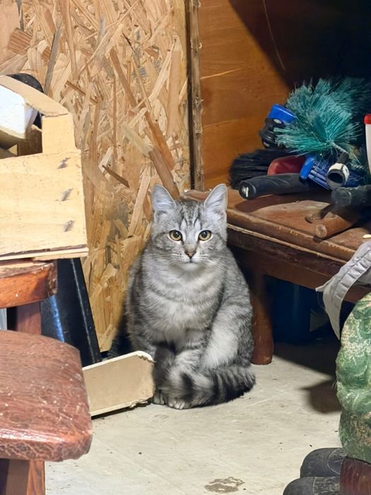Котики в добрі руки