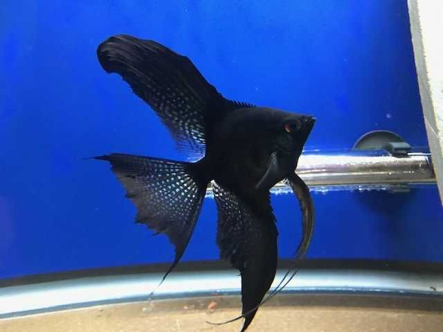 Żaglowiec skalar odmiana PINOY BLACK - Pterophyllum - dowóz, wysyłka