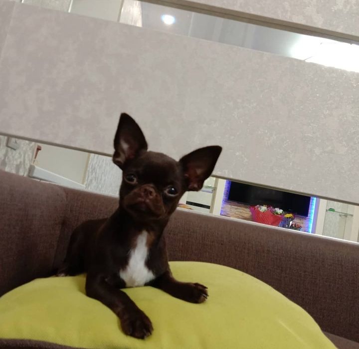 Чихуахуа  цветной ген