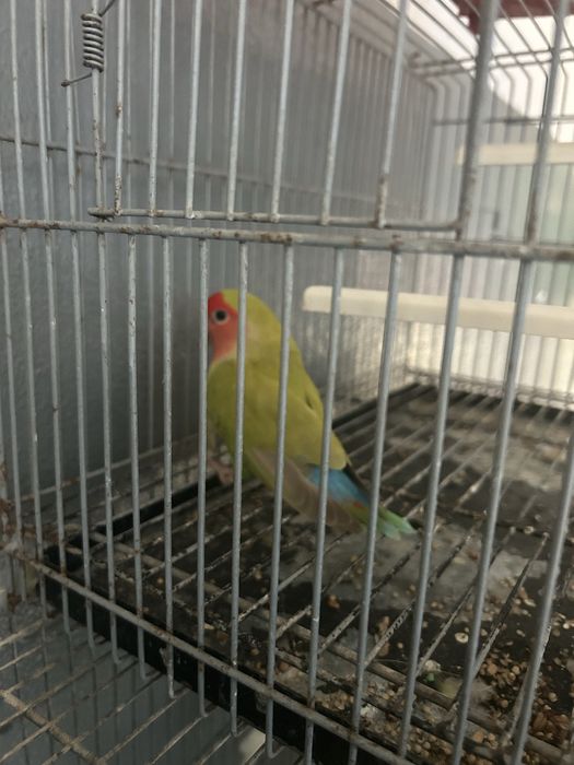 Agaporni e Periquita Inglesa