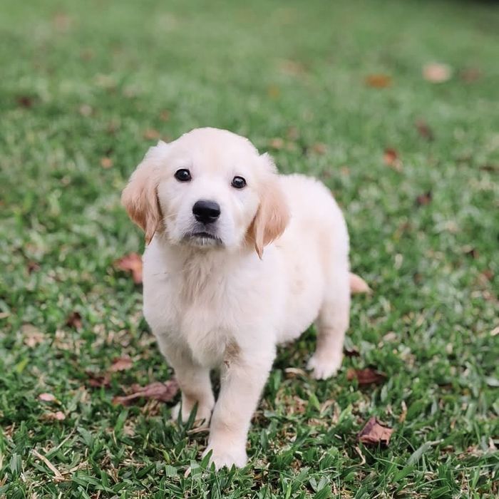 Golden Retriever disponível