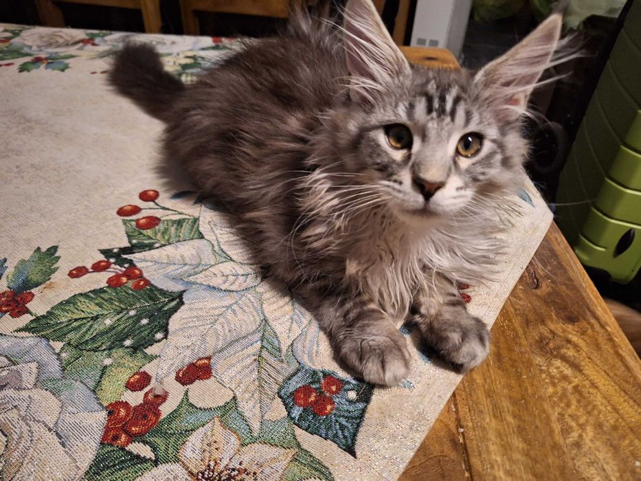 Kotka Maine Conn do kupienia