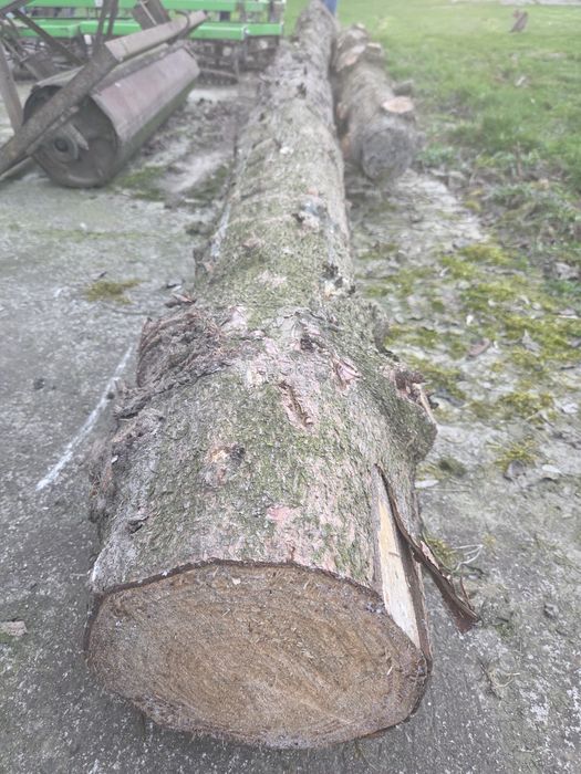 Pień świerka ,drzewo