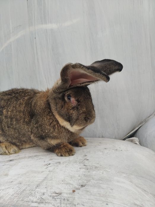 Sprzedam samca olbrzym belgijski.