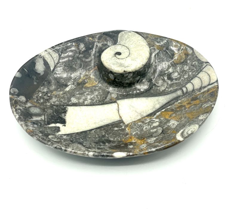 Espeja bolsos pedra fósseis amonites