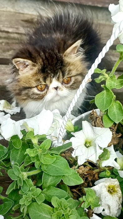 Персидський котик