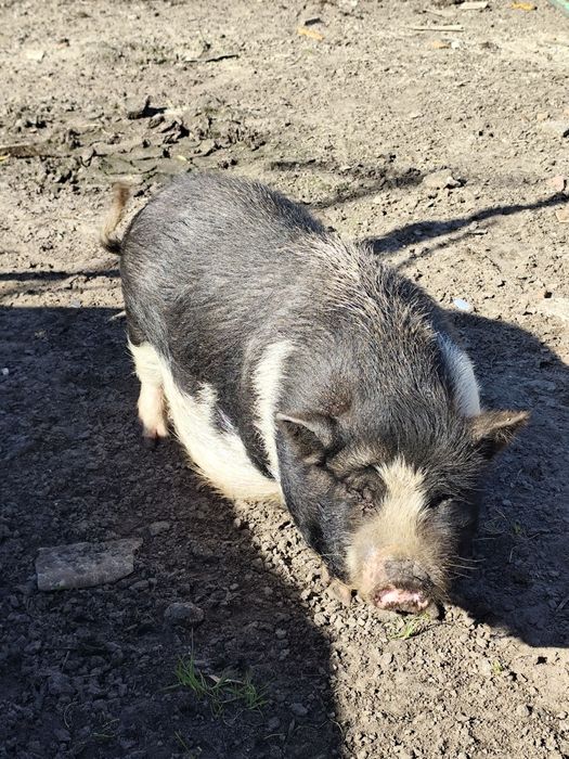 Vendo duas porcas vietnamitas