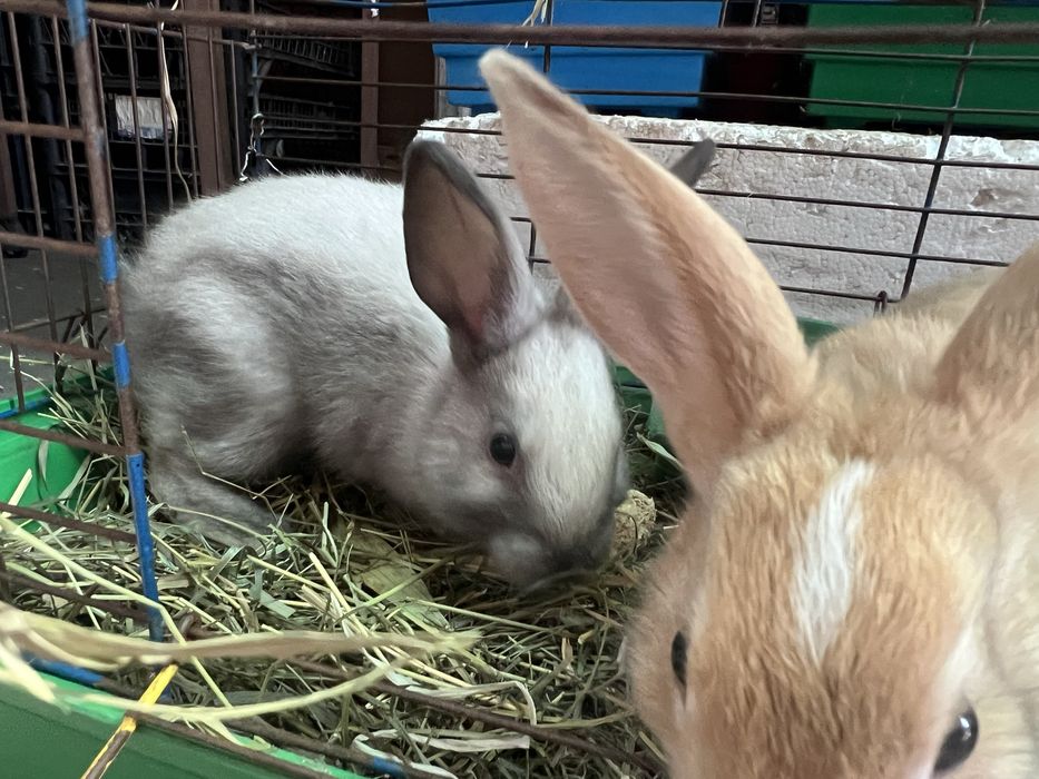 Кролик карликовый (редкий цвет)