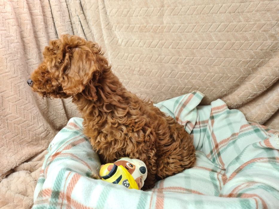 Pudel miniaturowy szczeniak gotowy do zmiany domu