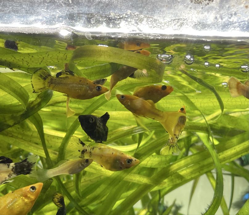 Molly Mármore (machos)