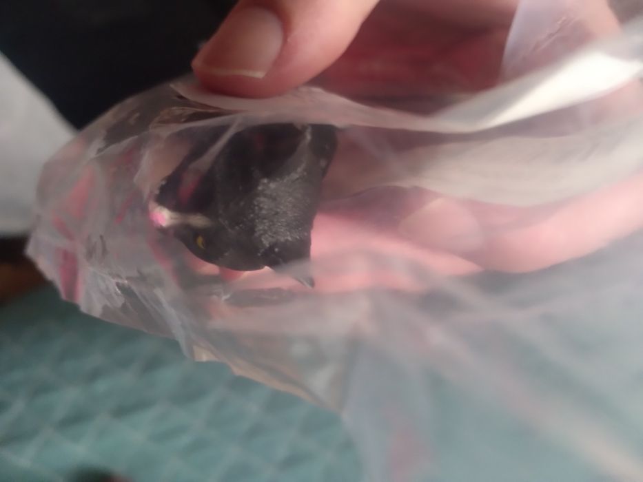 Gato Preto e Branco Sentado