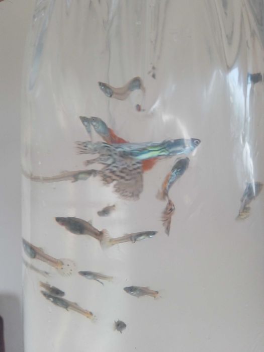 Pawie Oczka Rybki 3 zł