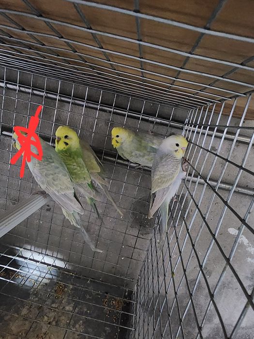 Piriquitos australianos arco íris mutações de 2025