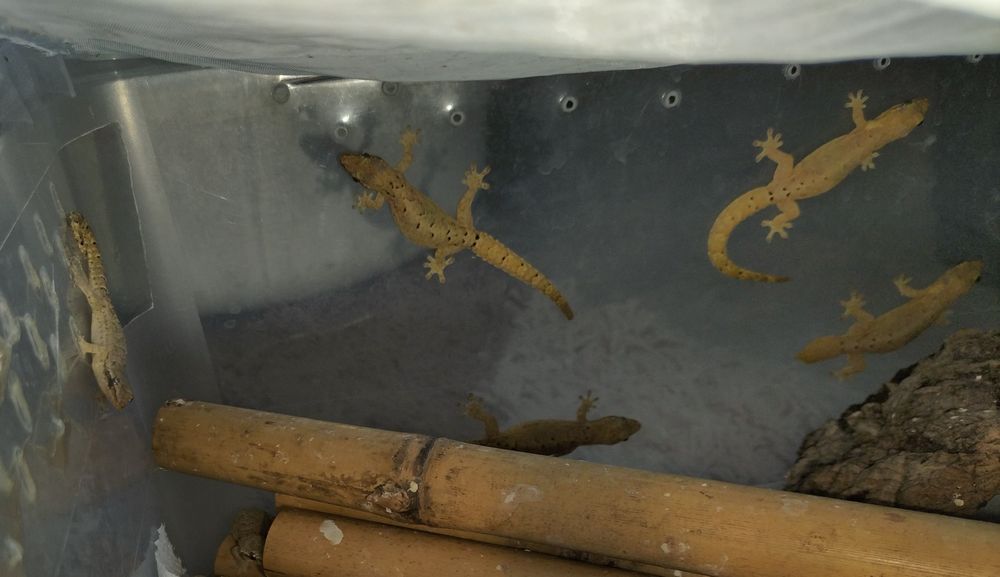 Dorosłe gekony płaczące (Lepidodactylus lugubris)