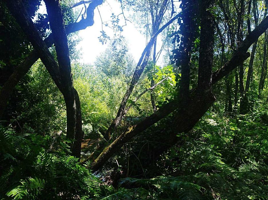 RIBEIRA e Rústico  para Retiro Yoga e Actividades na Natureza