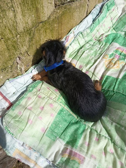 Olá  está para adoção um menino