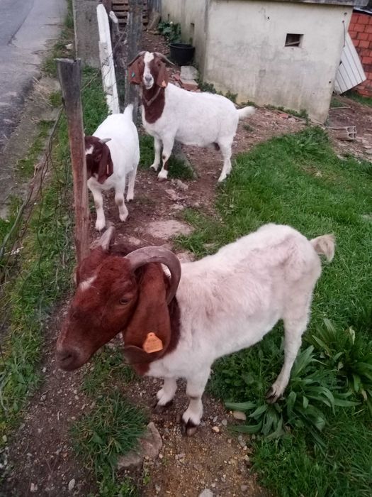 Vendo cabras boer puras