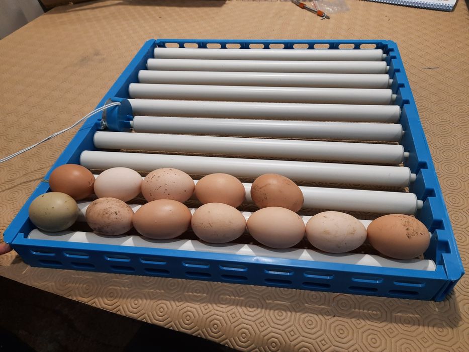 Tabuleiro de rolos para chocadeira