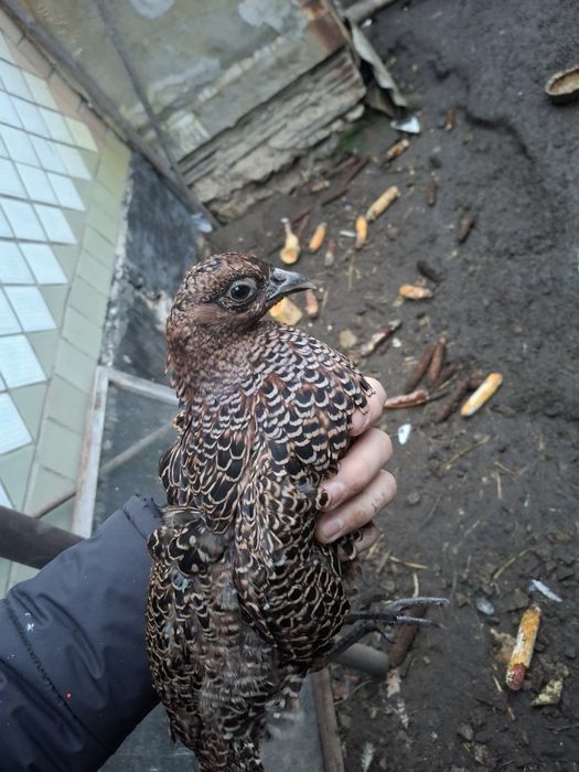 Фазан Румунський.