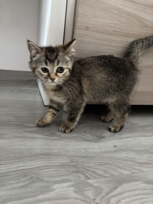 Kotka brytyjska szuka nowego domu