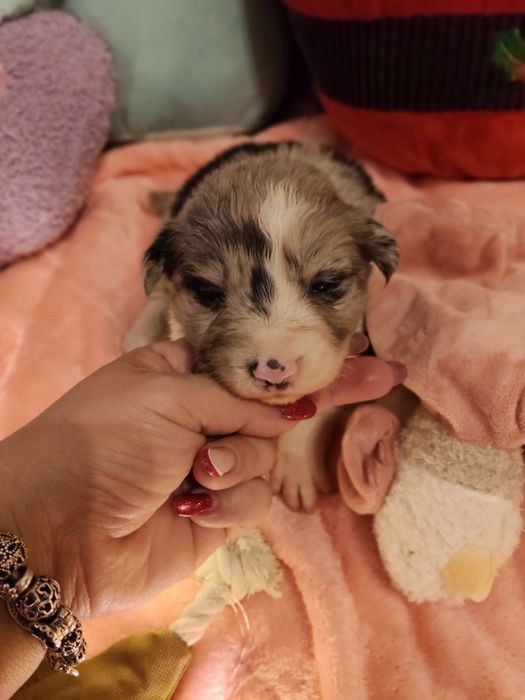 Border collie dziewczynka Blue -merle nr2/badania genetyczne/stawy/RTG