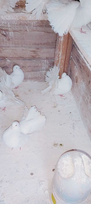 Pawiki Chalin Ryszarda