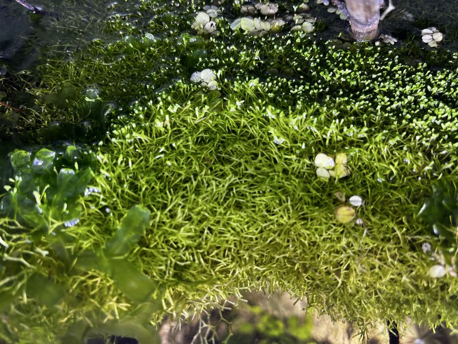 Mech do akwarium. Wątrobowiec Wgłębka (Riccia fluitans)