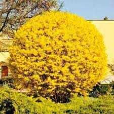 Декоративні кущі , спіреї, дерен, форзиція і інші