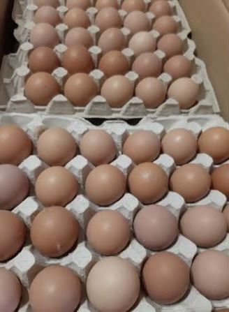 Яйце інкубаційне Тетра Н