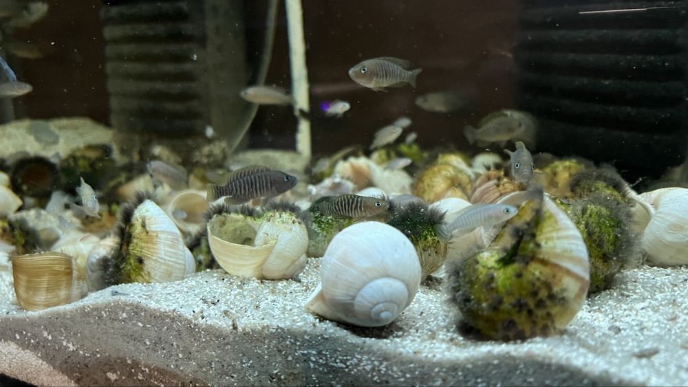 Muszlowiec wielopregi mlode i dorosle