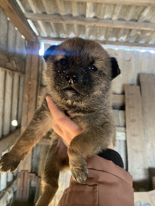 Маленькі цуценята мріють про дім