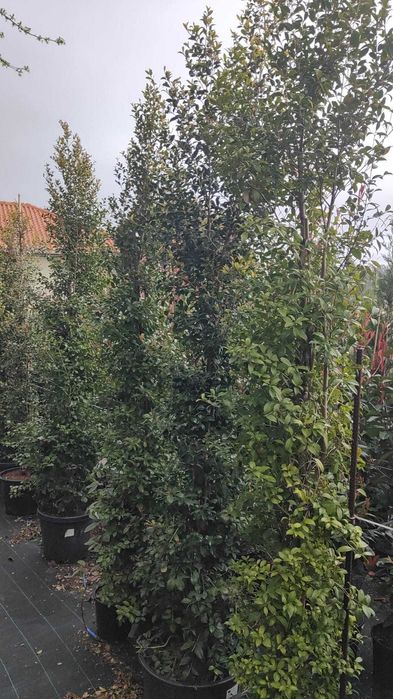 Eugênia Newport 50cm a 400cm