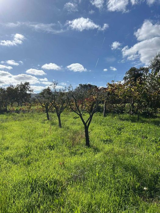 Oliveiras de Jardim