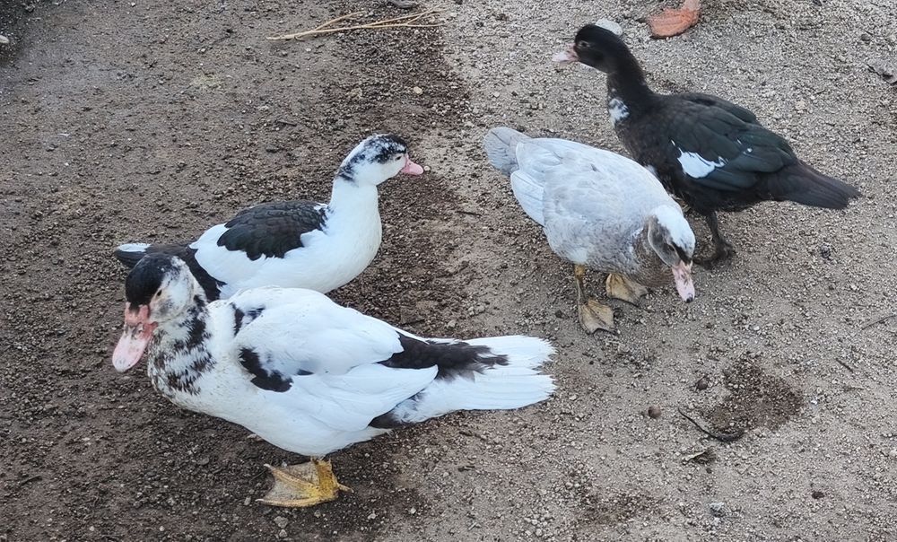 Patos mudos várias cores