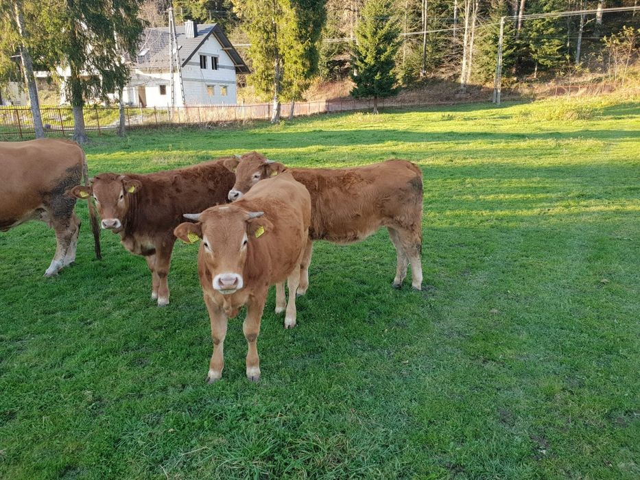 Skup bydła oraz koni