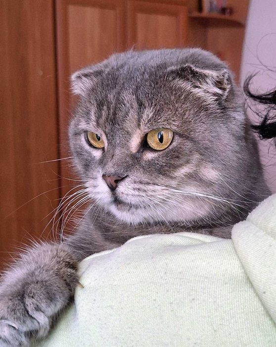 Шотландська висловуха кошечка Димка  тиха, ніжна, дуже гарна дівчинка